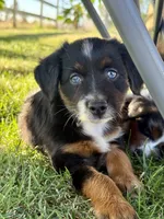 Sprite, a female Miniature Australian Shepherd for sale in Lincoln, CA – 2 of 6