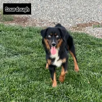 Sourdough, a male Miniature Australian Shepherd for sale in Lincoln, CA – Photo 2 of 5