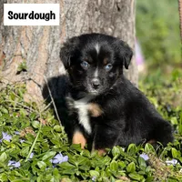 Sourdough, a male Miniature Australian Shepherd for sale in Lincoln, CA – Photo 4 of 5