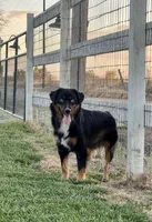 Sourdough, a male Miniature Australian Shepherd for sale in Lincoln, CA – Photo 1 of 5