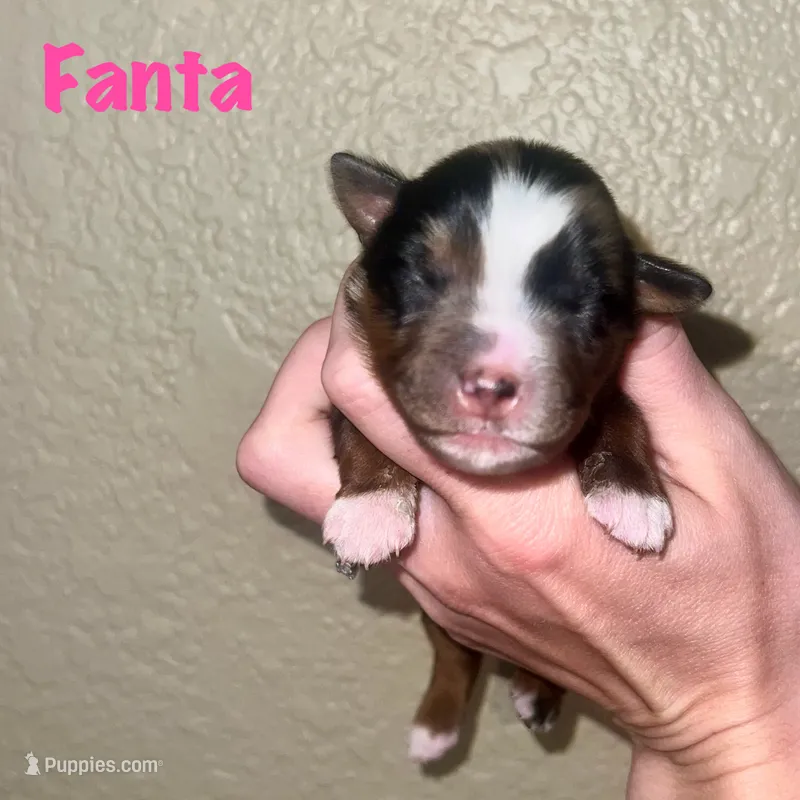 Fanta – Miniature Australian Shepherd puppy for sale in Lincoln, CA