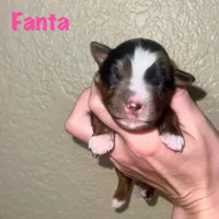 Fanta, a female Miniature Australian Shepherd for sale in Lincoln, CA – 1 of 1