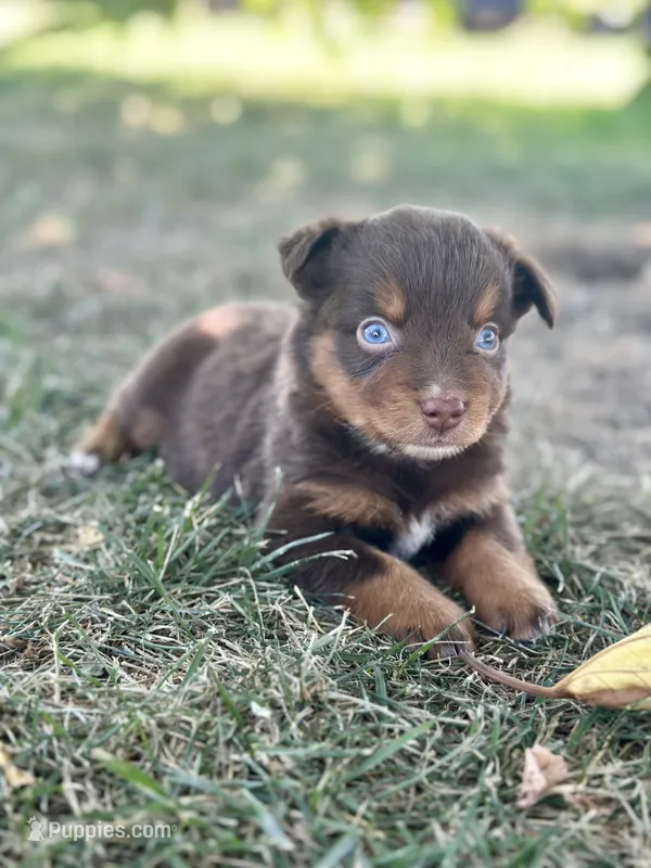 Olipop – Miniature Australian Shepherd puppy for sale in Lincoln, CA