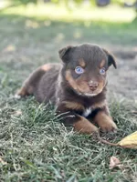Olipop, a male Miniature Australian Shepherd for sale in Lincoln, CA – 2 of 4
