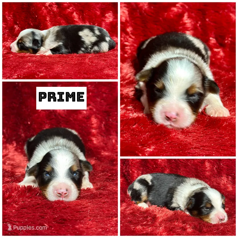 Prime  – Miniature Australian Shepherd puppy for sale in Lincoln, CA