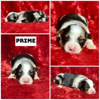 Prime , a male Miniature Australian Shepherd for sale in Lincoln, CA – 1 of 1