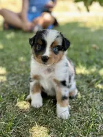 Alani , a female Miniature Australian Shepherd for sale in Lincoln, CA – 5 of 6