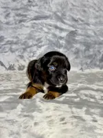 Coca-Cola, a female Miniature Australian Shepherd for sale in Lincoln, CA – 6 of 7