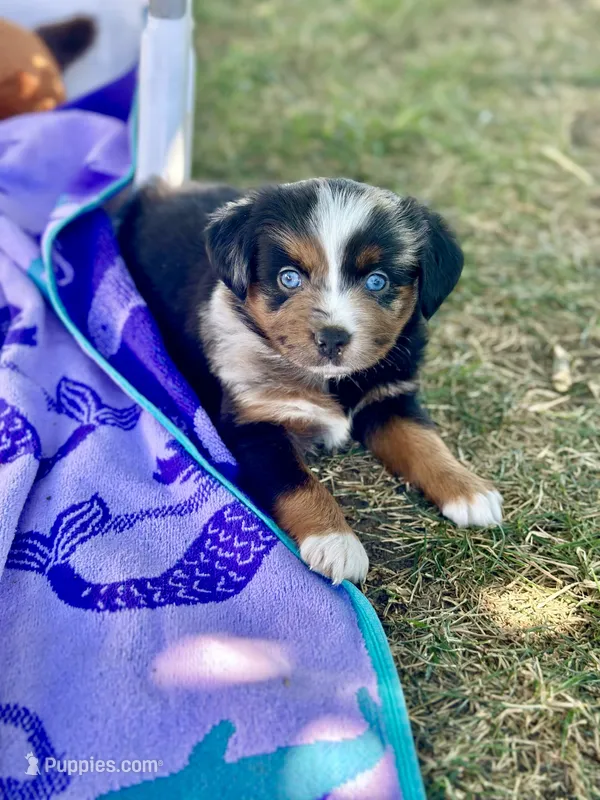 Fanta – Miniature Australian Shepherd puppy for sale in Lincoln, CA
