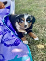 Fanta, a female Miniature Australian Shepherd for sale in Lincoln, CA – 5 of 9