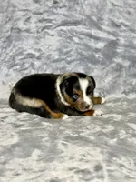 Fanta, a female Miniature Australian Shepherd for sale in Lincoln, CA – 8 of 9