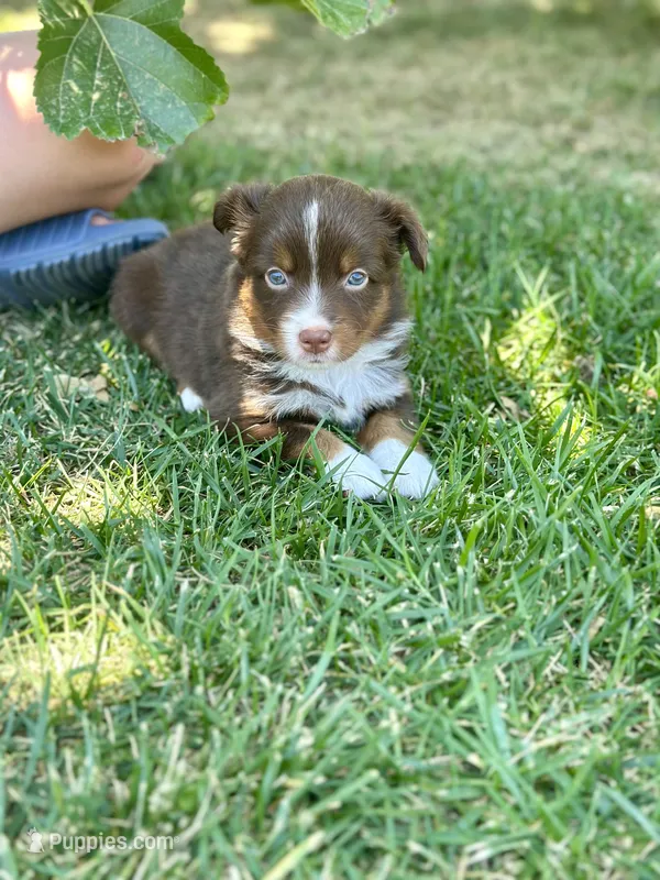 Poppi – Miniature Australian Shepherd puppy for sale in Lincoln, CA