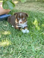 Poppi, a female Miniature Australian Shepherd for sale in Lincoln, CA – 3 of 5