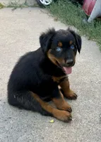 Dr. Pepper, a male Miniature Australian Shepherd for sale in Lincoln, CA – 3 of 8