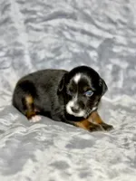 Sprite, a female Miniature Australian Shepherd for sale in Lincoln, CA – 6 of 6