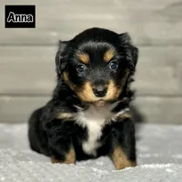 Anna, a female Miniature Australian Shepherd for sale in Lincoln, CA – Photo 5 of 6