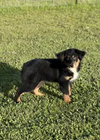 Anna, a female Miniature Australian Shepherd for sale in Lincoln, CA – Photo 2 of 6