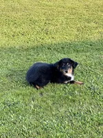 Anna, a female Miniature Australian Shepherd for sale in Lincoln, CA – Photo 3 of 6