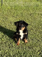 Anna, a female Miniature Australian Shepherd for sale in Lincoln, CA – Photo 1 of 6