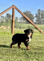 Anna, a female Miniature Australian Shepherd for sale in Lincoln, CA – Photo 4 of 6