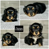 Anna, a female Miniature Australian Shepherd for sale in Lincoln, CA – Photo 6 of 6