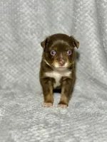 Sugar Bear, a female Toy Australian Shepherd for sale in Lincoln, CA – Photo 4 of 6