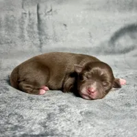 Sugar Bear, a female Toy Australian Shepherd for sale in Lincoln, CA – Photo 6 of 6