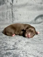 Sugar Bear, a female Toy Australian Shepherd for sale in Lincoln, CA – Photo 2 of 2