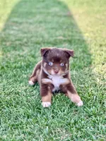 Sugar Bear, a female Toy Australian Shepherd for sale in Lincoln, CA – Photo 2 of 6