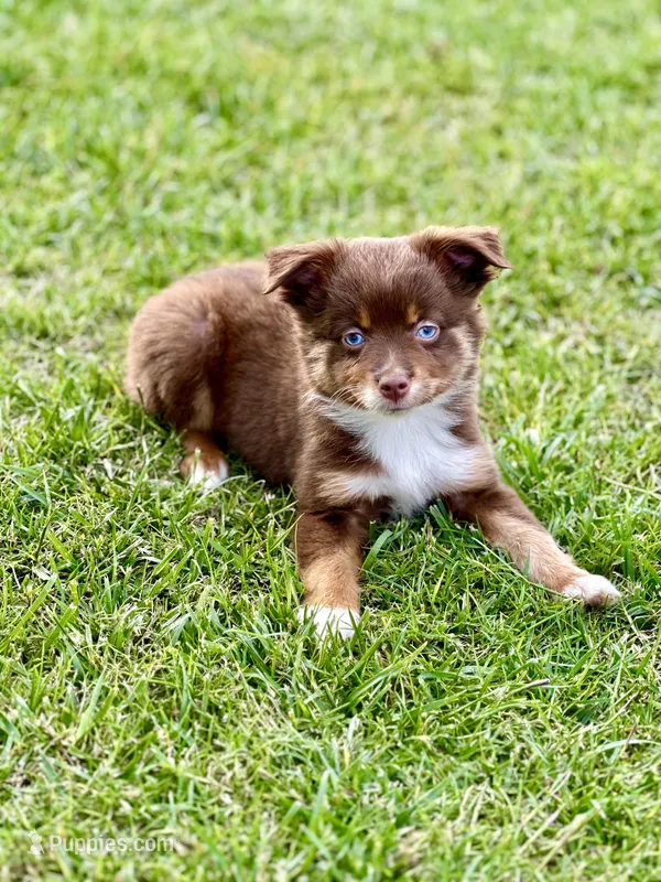 Sugar Bear – Toy Australian Shepherd puppy on hold in Lincoln, CA