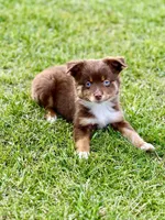 Sugar Bear, a female Toy Australian Shepherd for sale in Lincoln, CA – 1 of 7