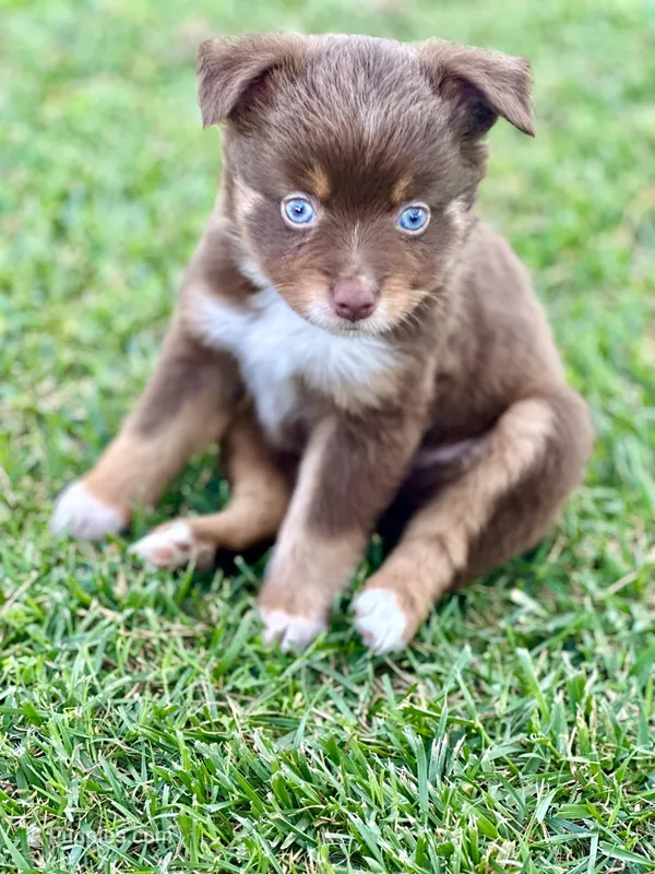 Sugar Bear – Toy Australian Shepherd puppy for sale in Lincoln, CA