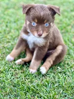 Sugar Bear, a female Toy Australian Shepherd for sale in Lincoln, CA – Photo 1 of 6