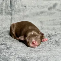 Sugar Bear, a female Toy Australian Shepherd for sale in Lincoln, CA – Photo 5 of 6
