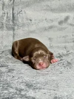 Sugar Bear, a female Toy Australian Shepherd for sale in Lincoln, CA – Photo 1 of 2