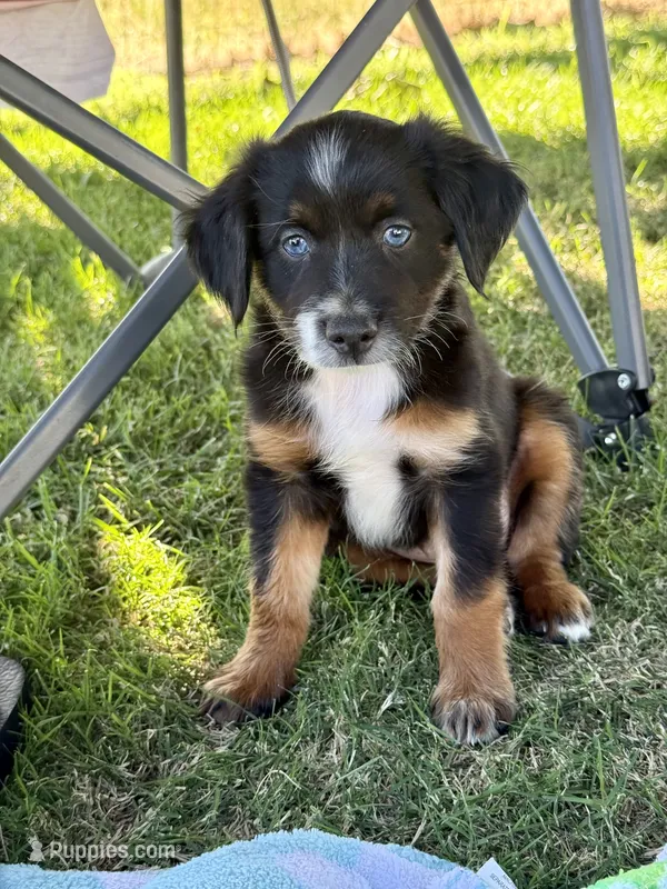 Sprite – Miniature Australian Shepherd puppy for sale in Lincoln, CA