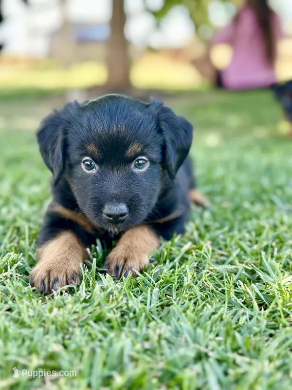Mountain Dew – Miniature Australian Shepherd puppy for sale in Lincoln, CA