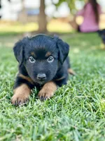 Mountain Dew, a male Miniature Australian Shepherd for sale in Lincoln, CA – 4 of 7