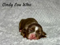 Cindy Lou Who, a female Toy Australian Shepherd for sale in Lincoln, CA – Photo 6 of 6