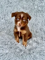 Cindy Lou Who, a female Toy Australian Shepherd for sale in Lincoln, CA – Photo 4 of 6