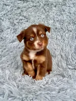 Cindy Lou Who, a female Toy Australian Shepherd for sale in Lincoln, CA – Photo 3 of 6