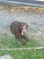 Cindy Lou Who, a female Toy Australian Shepherd for sale in Lincoln, CA – Photo 1 of 6