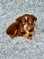 Cindy Lou Who, a female Toy Australian Shepherd for sale in Lincoln, CA – Photo 5 of 6