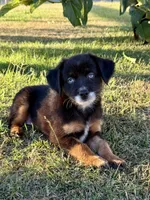 A&W, a male Miniature Australian Shepherd for sale in Lincoln, CA – 3 of 7