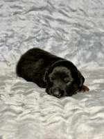 Mountain Dew, a male Miniature Australian Shepherd for sale in Lincoln, CA – 6 of 7