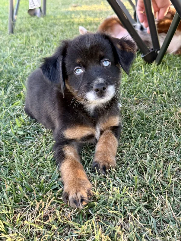 A&W – Miniature Australian Shepherd puppy for sale in Lincoln, CA