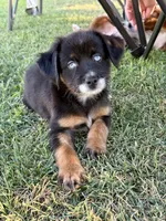 A&W, a male Miniature Australian Shepherd for sale in Lincoln, CA – 2 of 7