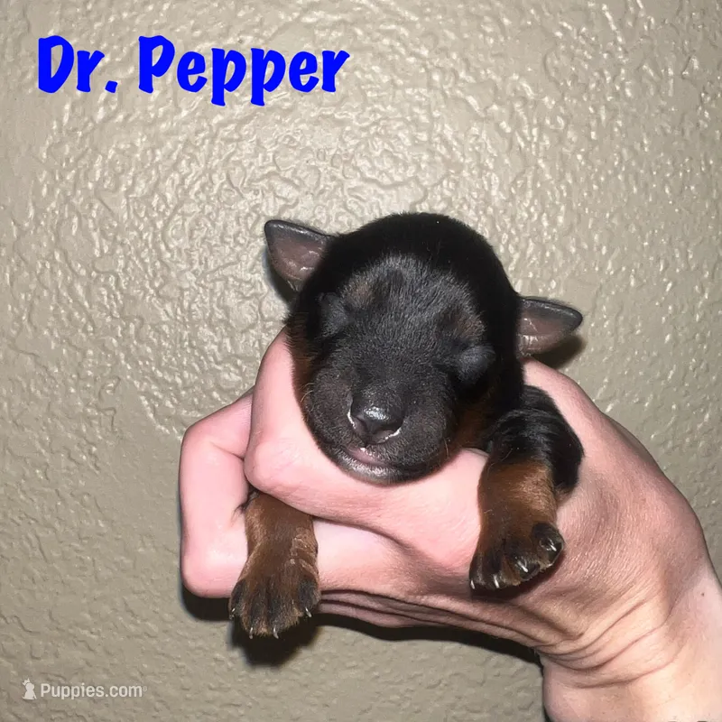 Dr. Pepper – Miniature Australian Shepherd puppy for sale in Lincoln, CA