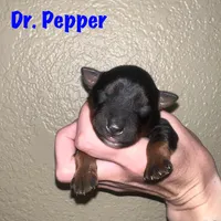 Dr. Pepper, a male Miniature Australian Shepherd for sale in Lincoln, CA – 1 of 1