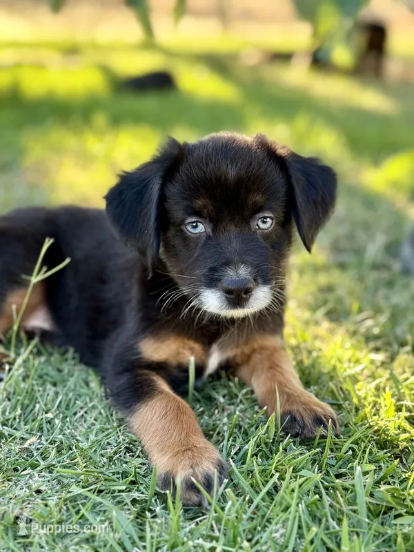 A&W – Miniature Australian Shepherd puppy for sale in Lincoln, CA